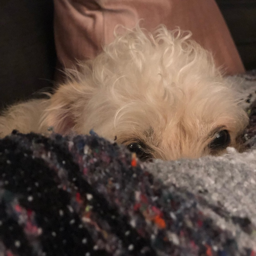 Meet your Posher, Abby